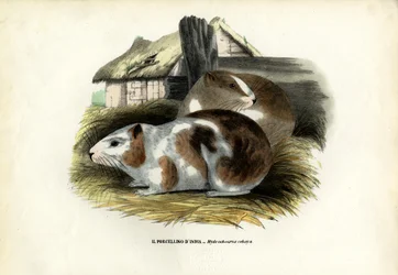 Meerschweinchen, 1863-79